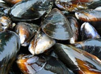 photo of blue mussels