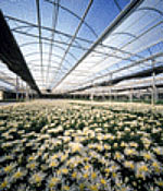 Interior of a geothermally heated greenhouse growing flowers