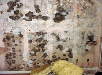 Mold covering the wall of a new hotel in Honolulu, Hawaii