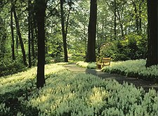 Peirce's Woods at Longwood Gardens, Kennett Square, PA
