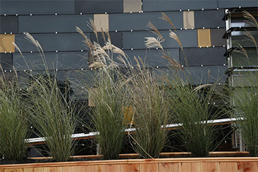 Photo of one wall of the home covered with thin-film PV panels behind a row of xeriscape plants